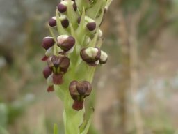 Pterygodium nigrescens most flowers still to open